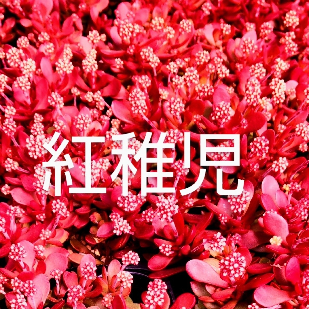 多肉植物  真っ赤な《 紅稚児》 抜き苗 ハンドメイドのフラワー/ガーデン(その他)の商品写真