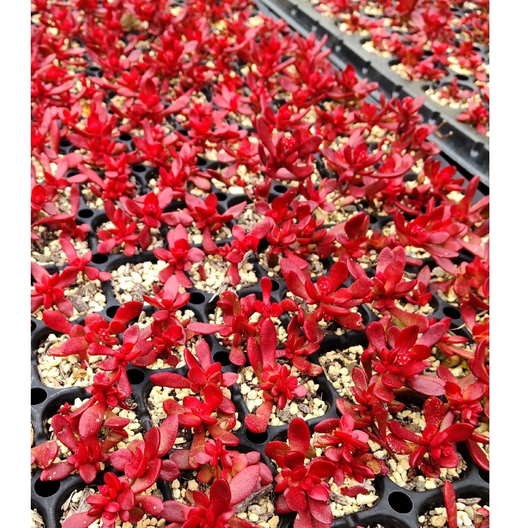 多肉植物  真っ赤な《 紅稚児》 抜き苗 ハンドメイドのフラワー/ガーデン(その他)の商品写真
