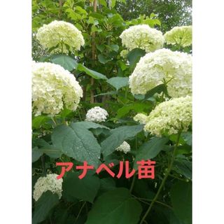 アナベル苗　白(花瓶)