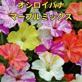 《カラフルミックス》花の種  金蓮花《ナスタチウム他》3種類セット 多年草(その他)