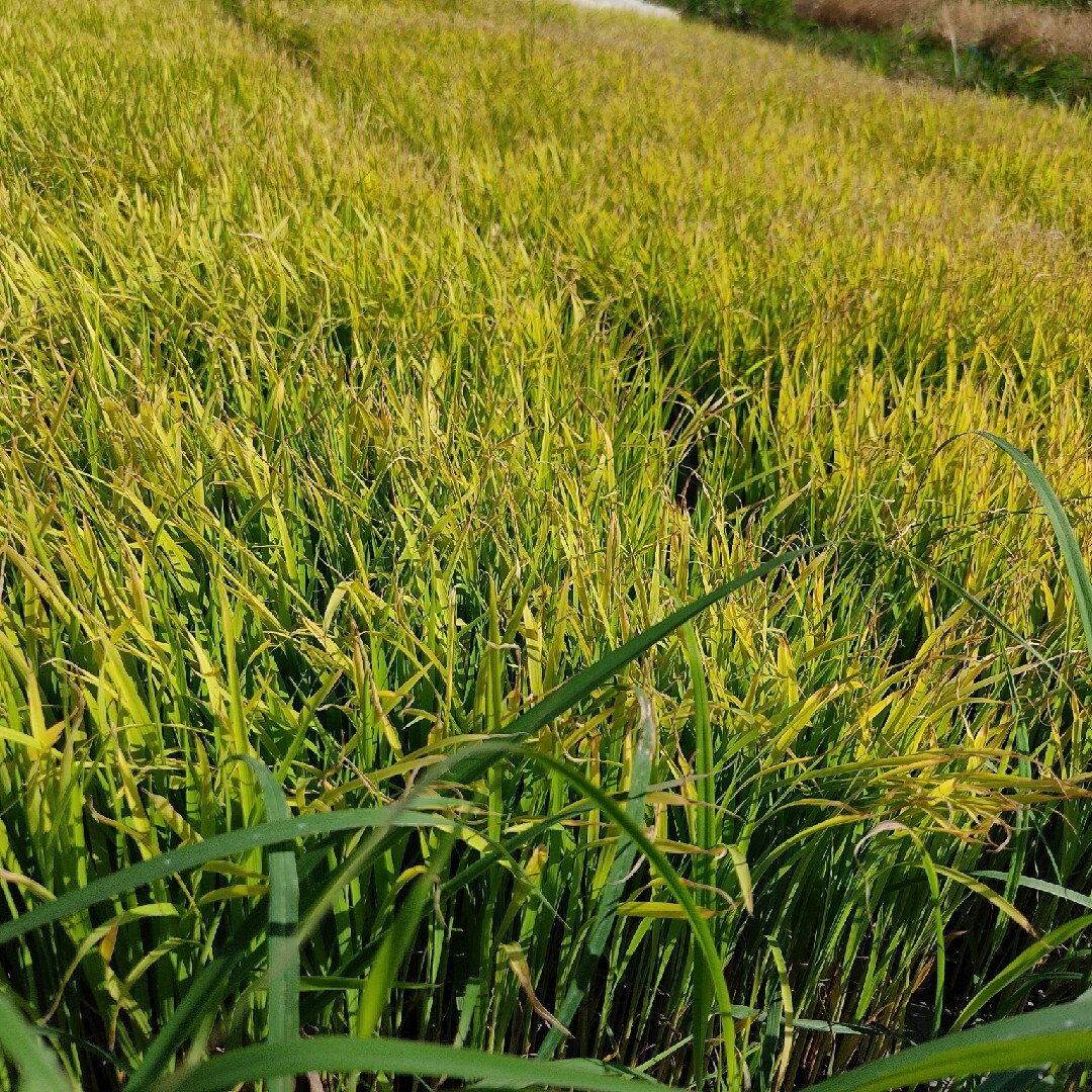 【無農薬】 石垣島産 赤米500g 食品/飲料/酒の食品(米/穀物)の商品写真