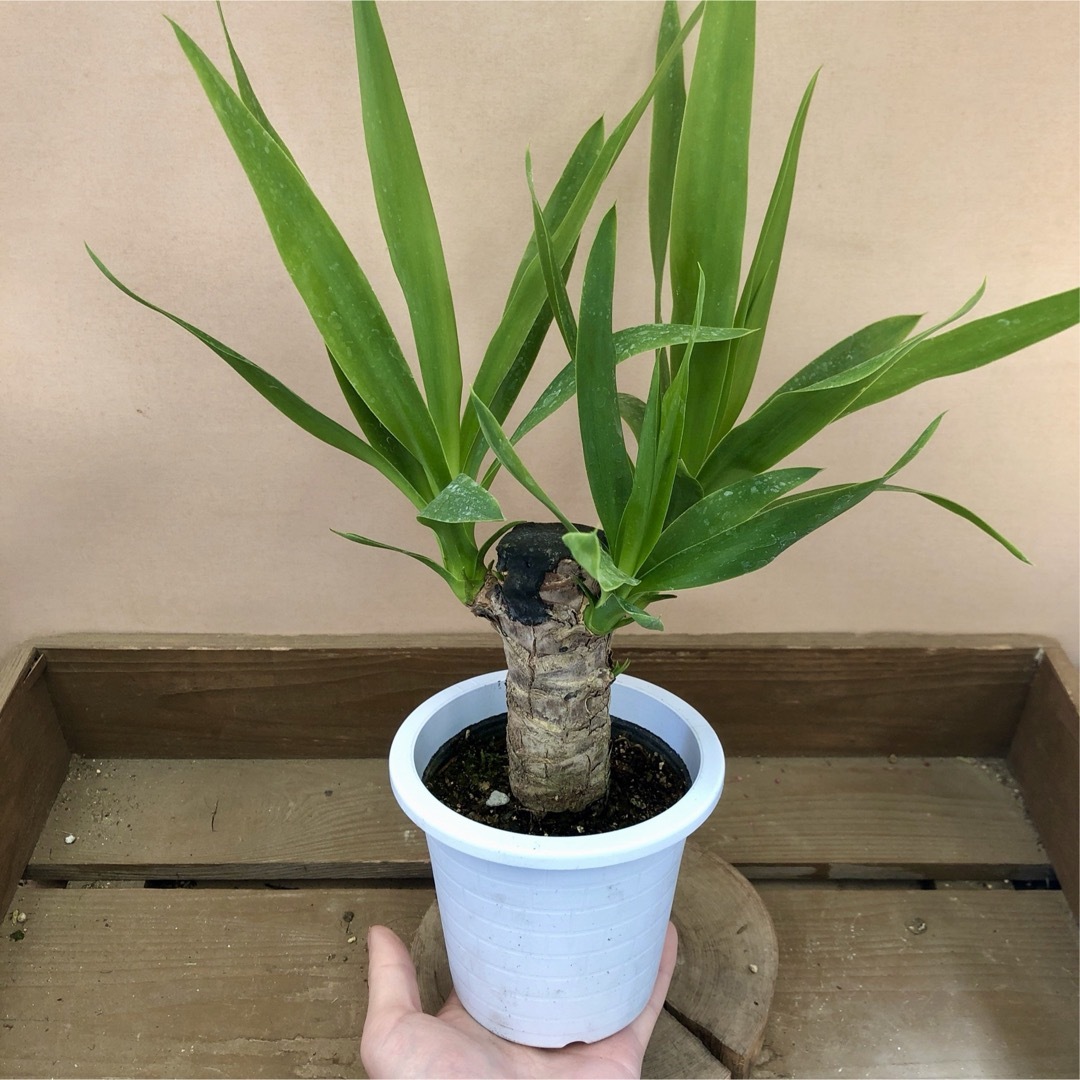 観葉植物　ユッカ　青年の木 ハンドメイドのフラワー/ガーデン(その他)の商品写真