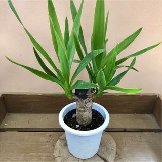 観葉植物　ユッカ　青年の木(その他)