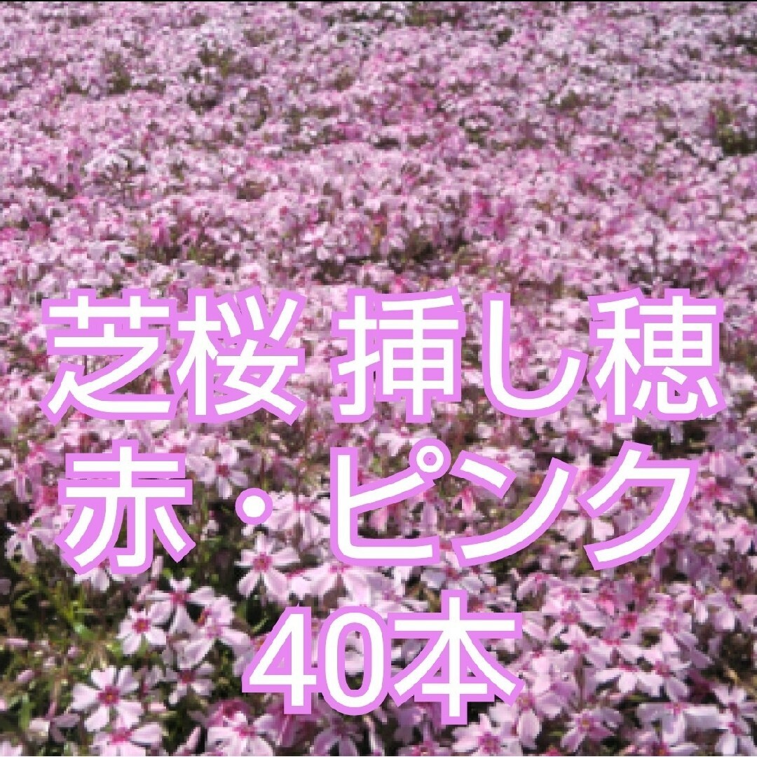 芝桜 挿し穂 40本　赤ピンク インテリア/住まい/日用品のインテリア/住まい/日用品 その他(その他)の商品写真