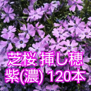 芝桜 挿し穂 120本 紫(濃)(その他)