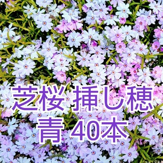 芝桜 挿し穂 40本青(その他)