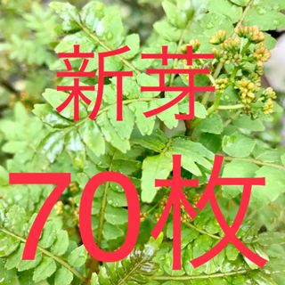 山椒の葉　木の芽　新芽　無農薬　70枚　ネコポスにて即日発送(野菜)