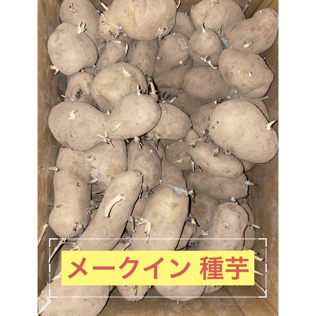 北海道産 訳あり メークイン 種芋 S 〜 2L サイズ 4kg ハンドメイドのフラワー/ガーデン(その他)の商品写真