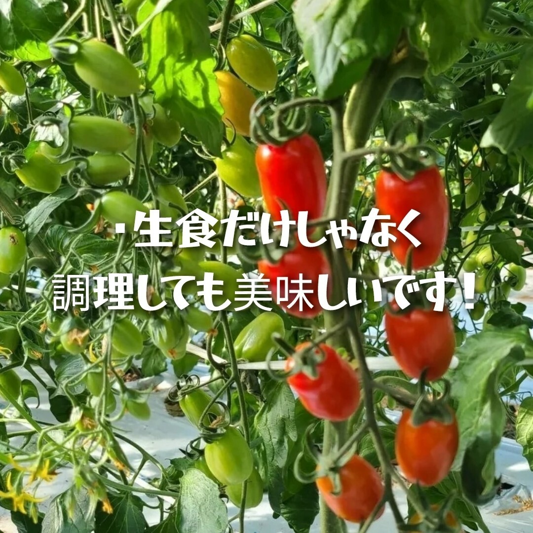 熊本県産ミニトマト「茜とまと1キロ」 食品/飲料/酒の食品(野菜)の商品写真