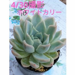 113♥ホワイトカリー♥　根あり　多肉植物(ドライフラワー)