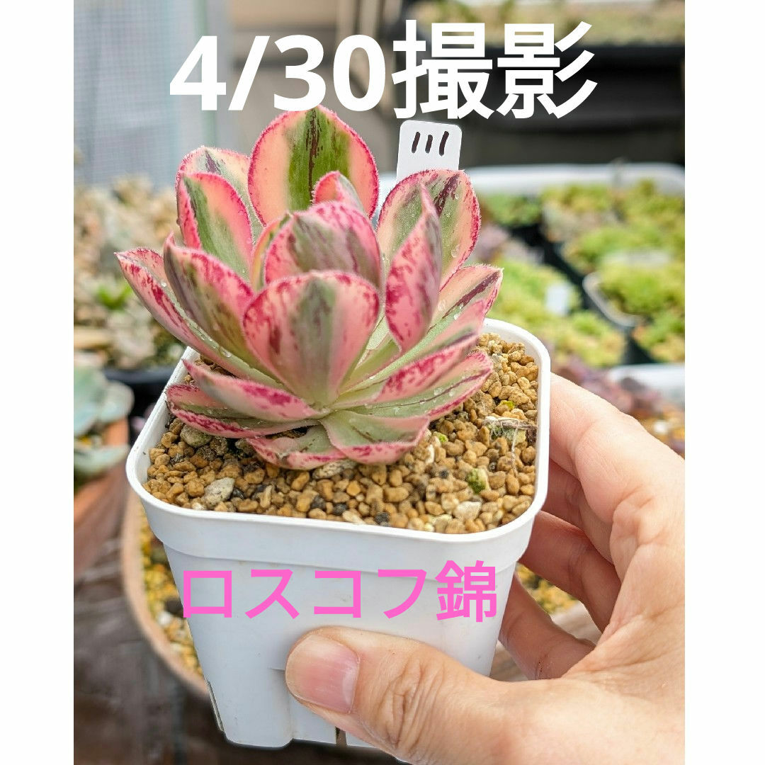 111♥ロスコフ錦♥　根あり　多肉植物 ハンドメイドのフラワー/ガーデン(ドライフラワー)の商品写真