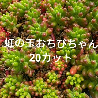 ♥虹の玉おちびちゃん♥　20カット　多肉植物(ドライフラワー)