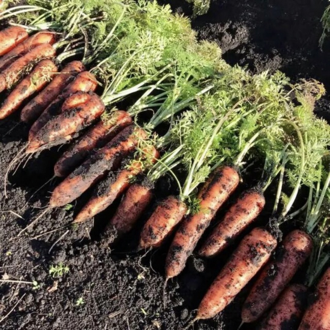 無農薬にんじん 10kg有機 オーガニック 人参 【訳あり】ジュースにおすすめ  食品/飲料/酒の食品(野菜)の商品写真