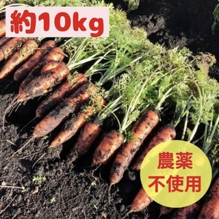 無農薬にんじん 10kg有機 オーガニック 人参 【訳あり】ジュースにおすすめ (野菜)