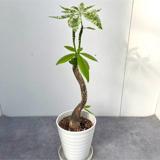 パキラ　ミルキーウェイ　接木　9【現品】観葉植物(その他)