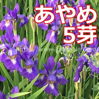 あやめ 苗 5芽 草花 山野草 紫色 多年草 ☆植え替え時♪(その他)