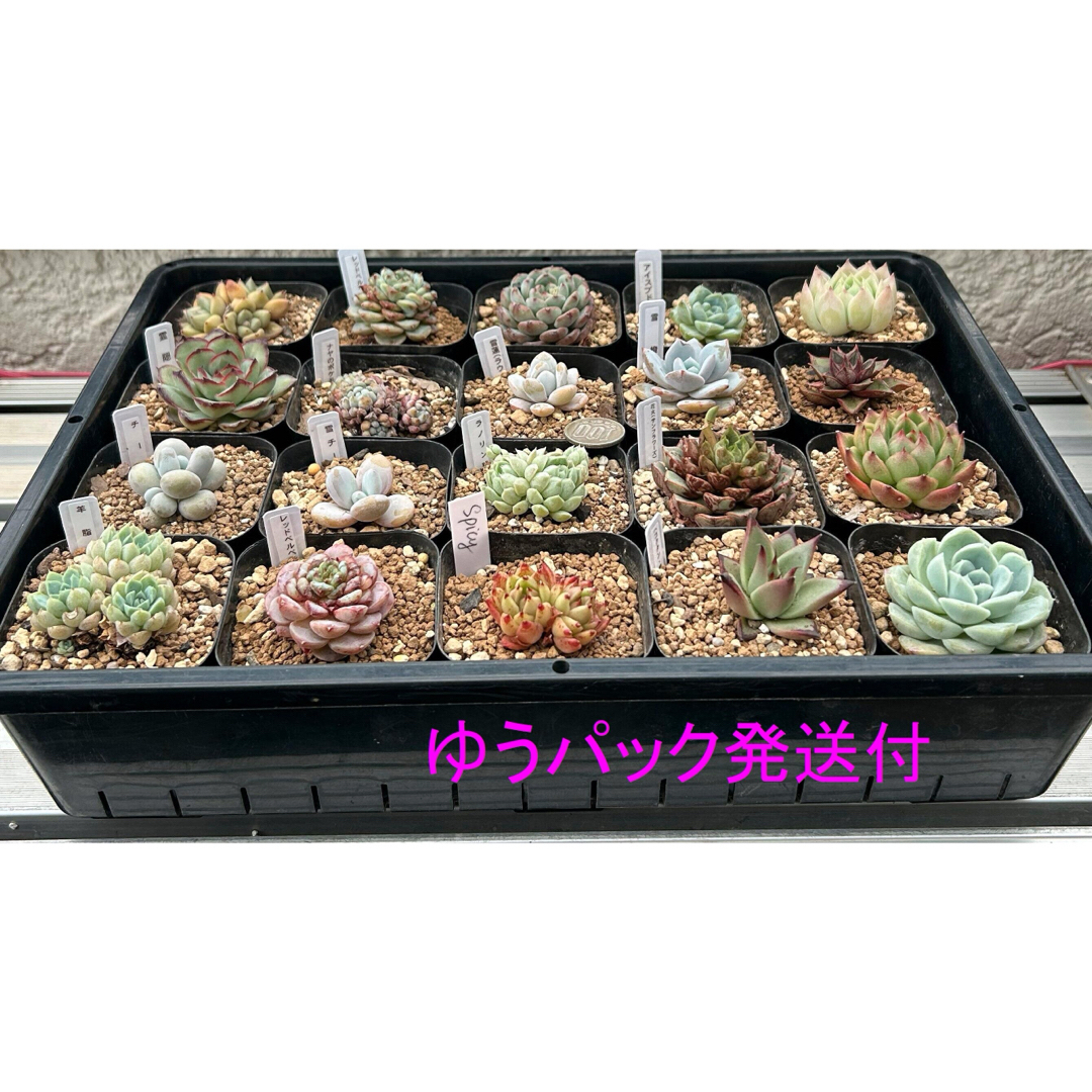 特価‼️レア種含‼️韓国苗‼️多肉植物 エケ 発根済抜き苗 ２０ポットセット９ ハンドメイドのフラワー/ガーデン(その他)の商品写真