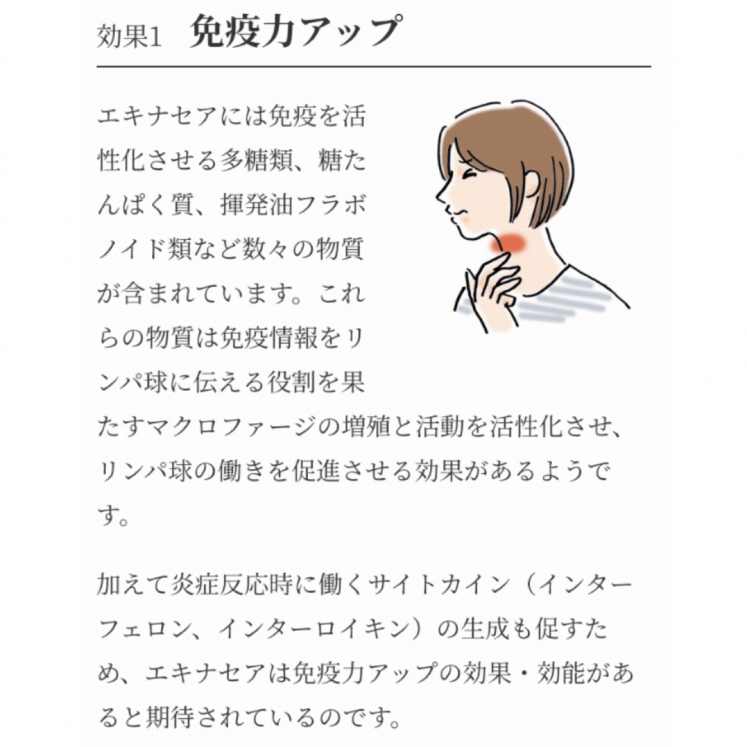 生活の木(セイカツノキ)のおいしいハーブティー エキナセアベア （ティーバッグ30袋入） *生活の木　お茶 食品/飲料/酒の飲料(茶)の商品写真