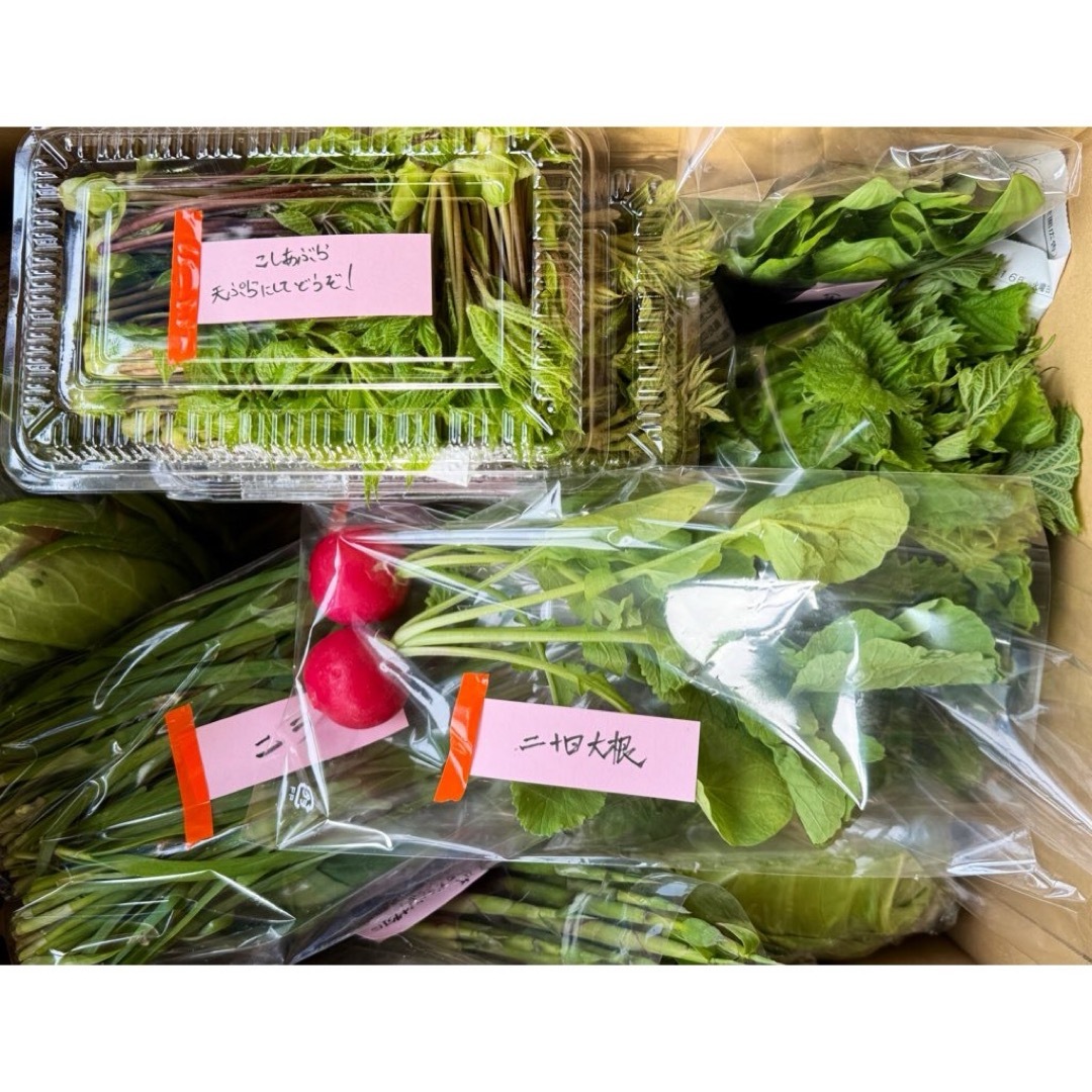 常温便 秋田県産 自然農法 野菜 山菜 セット サイズ100 食品/飲料/酒の食品(野菜)の商品写真