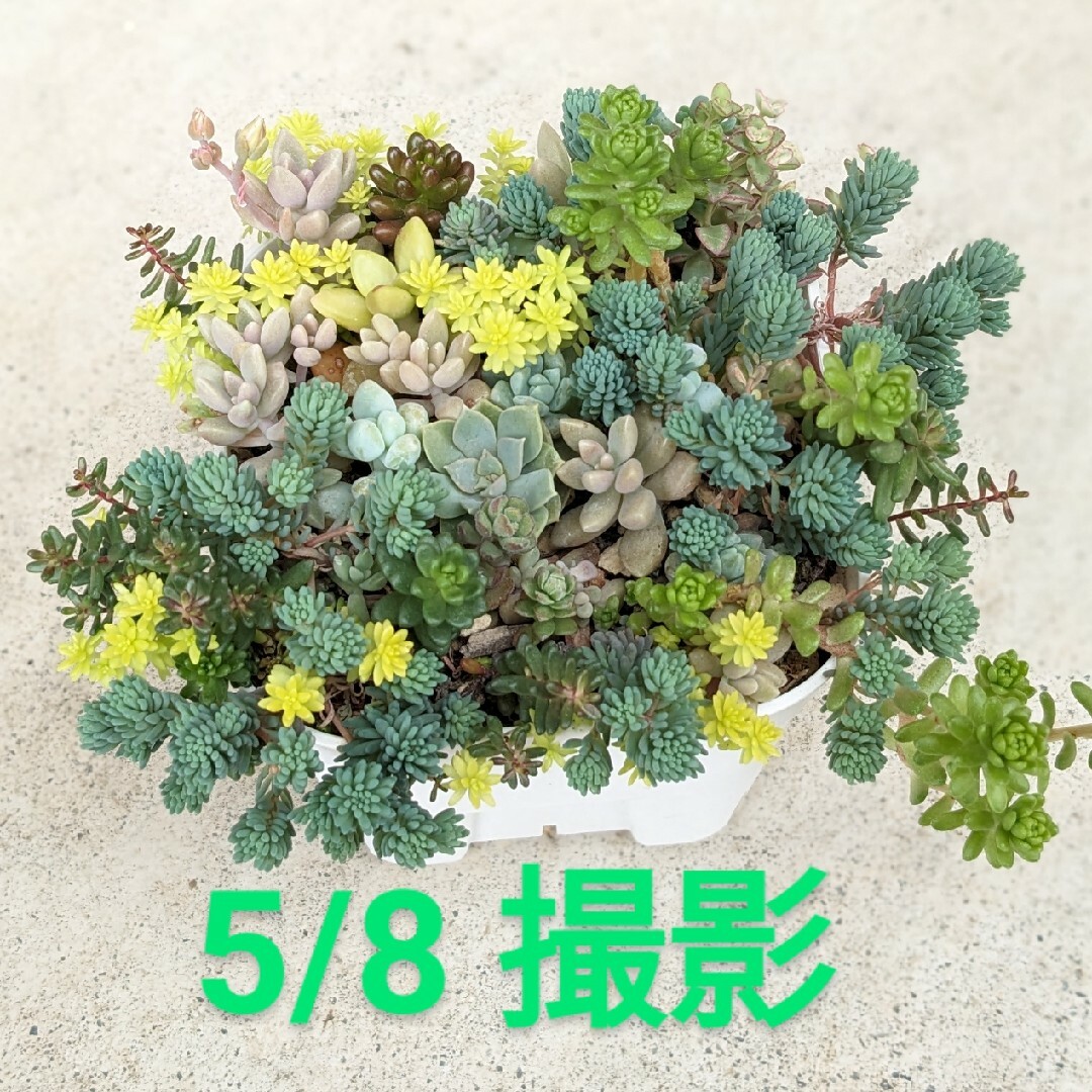 多肉植物　セダムミックス　抜き苗 ハンドメイドのフラワー/ガーデン(その他)の商品写真