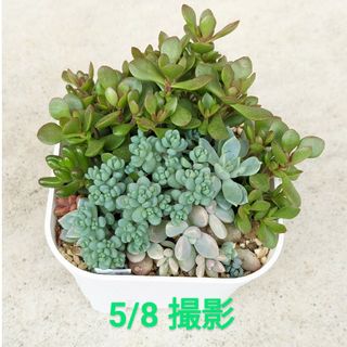 多肉植物　セダムミックス　マッコス　抜き苗(その他)