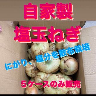 熊本　自家製　塩玉ねぎ　箱込み10キロ(野菜)