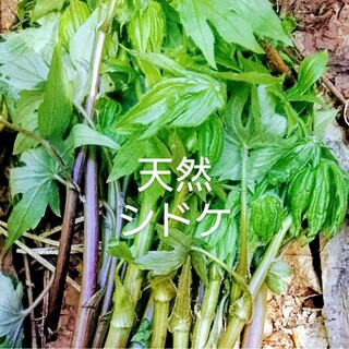 岩手県産　天然　シドケ　200g(野菜)