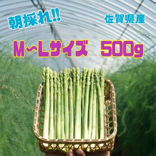 グリーンアスパラガス500g(野菜)