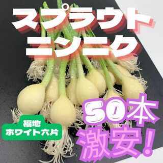 スプラウトにんにく 発芽ニンニク ホワイト六片 50本 国産 無農薬 水耕栽培(野菜)