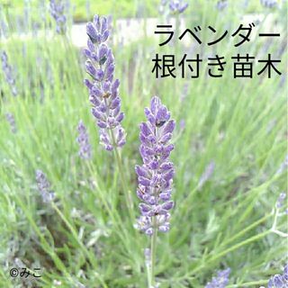 根付き苗［LG72］可愛い素敵な香りの花が咲くラベンダー グロッソ(プランター)