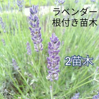 根付き苗［LG75］可愛い素敵な香りの花が咲くラベンダー グロッソ(プランター)