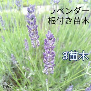 根付き苗［LG78］可愛い素敵な香りの花が咲くラベンダー グロッソ(プランター)