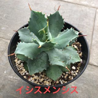 イシスメンシス　Agave isthmensis (その他)