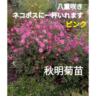 ピンクの八重咲き　秋明菊　ネコポス(プランター)