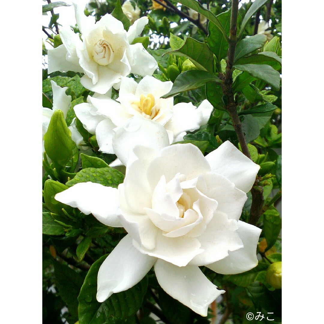 根付き苗［Y53］素敵な香りの可愛い花が咲く八重クチナシ ハンドメイドのフラワー/ガーデン(プランター)の商品写真