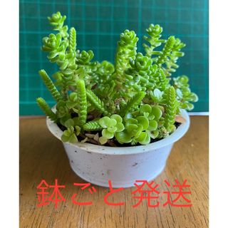 多肉植物 そのまま飾れる 寄せ植えセット(プランター)