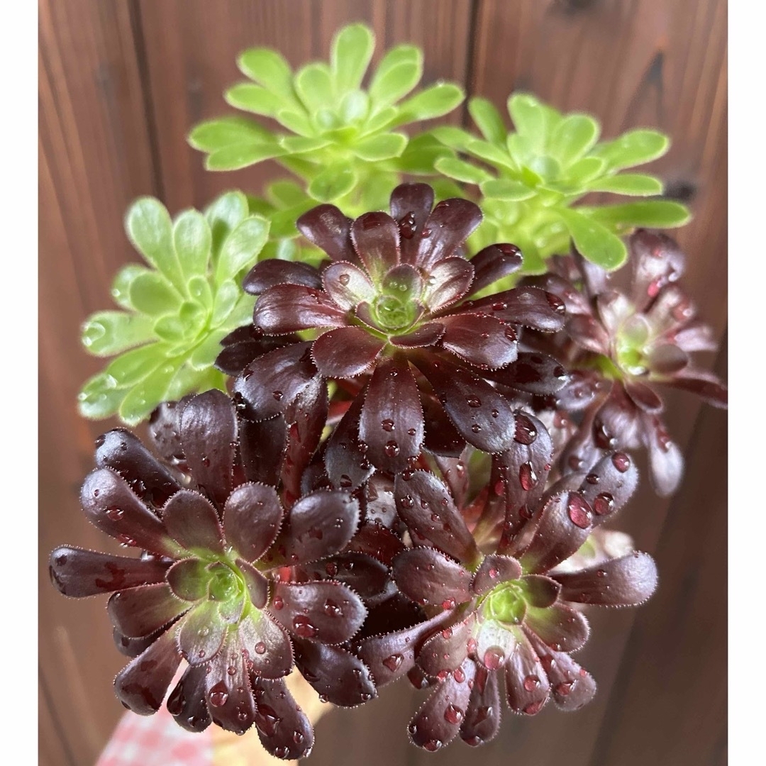 多肉植物　⭐︎専用⭐︎アエオニウム　2色枝黒法師　抜き苗　④と⑤ インテリア/住まい/日用品のインテリア小物(その他)の商品写真