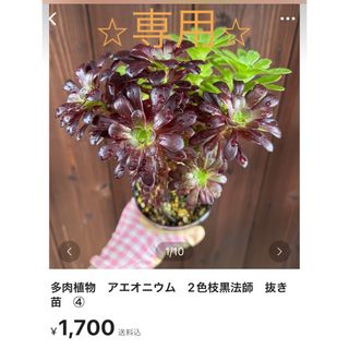 多肉植物　⭐︎専用⭐︎アエオニウム　2色枝黒法師　抜き苗　④と⑤(その他)