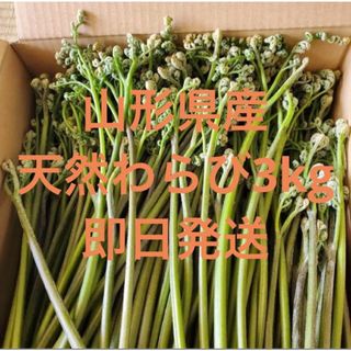 採れたて即日発送わらび3kg(野菜)