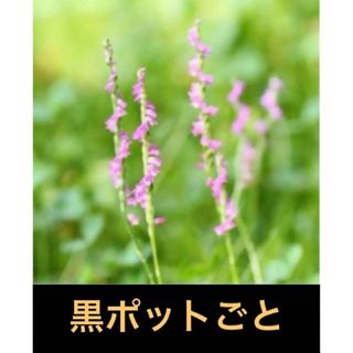 ネジバナ＊苗1株(6cm黒ポットごと、抜き苗ではありません)①これから開花です！(その他)