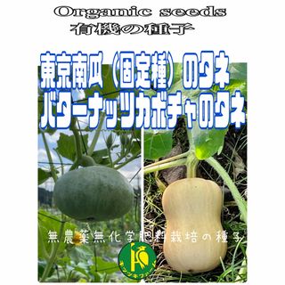 東京南瓜（固定種）の種子5粒 とバターナッツカボチャ（固定種）の種子5粒 (野菜)