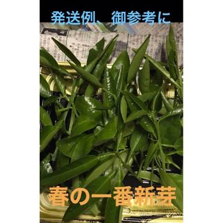 アゲハ幼虫餌、無農薬、柑橘類の葉  枝付き1セット15本、葉約80枚(虫類)