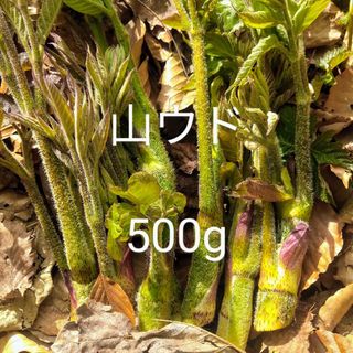 岩手県産　山ウド　500g(野菜)