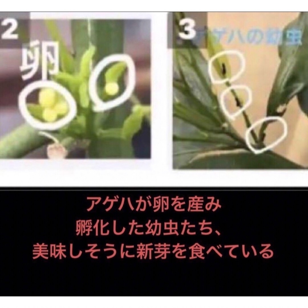 アゲハ幼虫餌、岐阜産、無農薬、春の橘類の新葉  枝付き、15本、葉約80枚 その他のペット用品(虫類)の商品写真