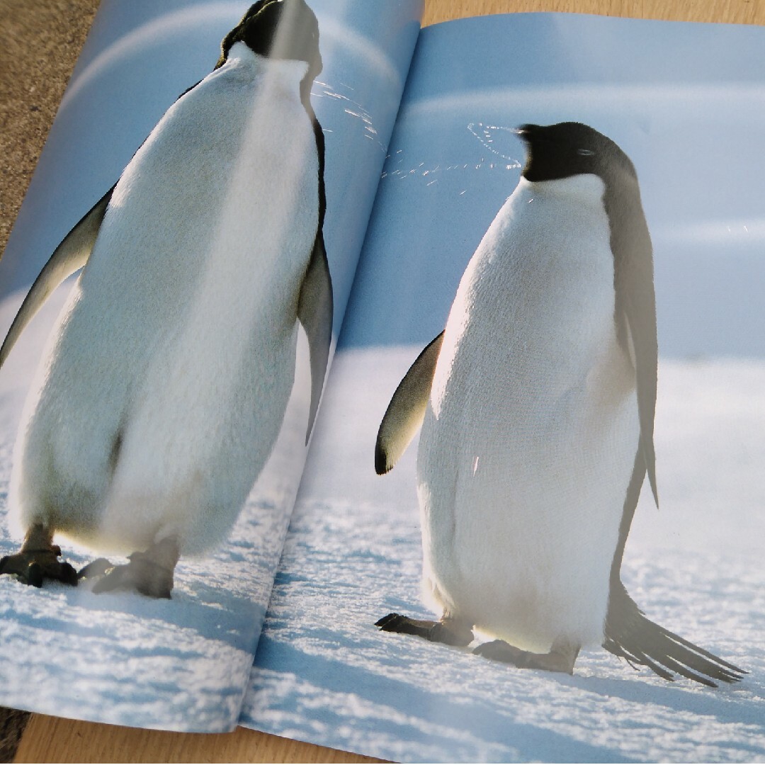 ペンギンたちの写真集 ウォルフガング・ケーラー エンタメ/ホビーの本(アート/エンタメ)の商品写真