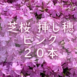 芝桜の挿し穂用カット苗 20本 6～8cm ピンク◆シバザクラ(その他)