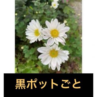 スプレー菊(白＆薄ピンク)＊根付き苗(黒ポットごと)②＊SALE‼︎(その他)