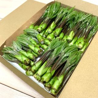 ②こしあぶら　150グラム以上(野菜)