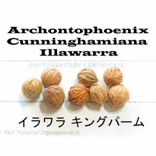 11月入荷 10粒+ イラワラ キングパーム 種 種子 証明書 耐寒性(その他)