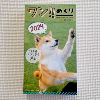 《在庫処分ラスト！》2024年 わん!!めくりカレンダー 